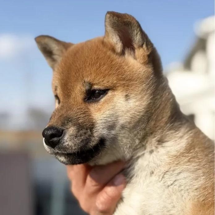柴犬(標準サイズ)(三重県・女の子・2025/11/16・赤)の子犬情報! | 深水 美和子ブリーダー(979)