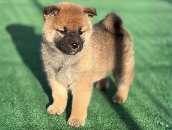 柴犬(標準サイズ)(三重県・女の子・2025/11/16・赤)の子犬情報! | 深水 美和子ブリーダー(980)