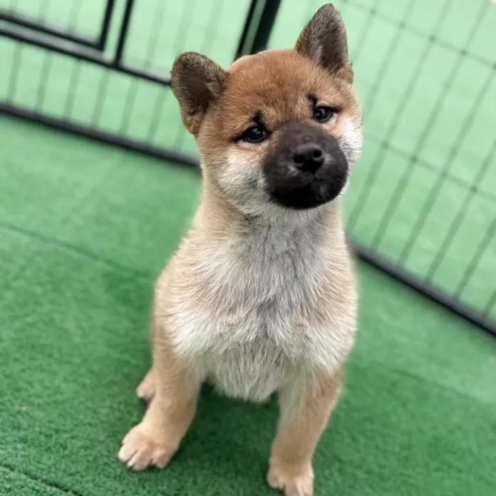 柴犬(標準サイズ)(三重県・女の子・2025/11/16・赤)の子犬情報! | 深水 美和子ブリーダー(980)