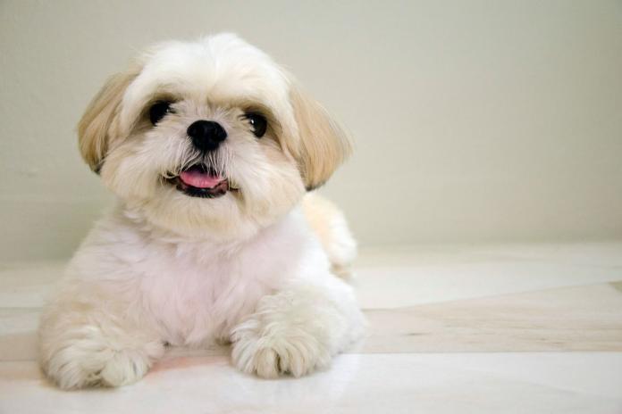 おとなしいシーズー おとなしいシーズー