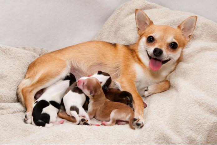 犬の出産