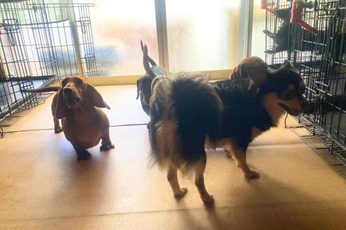 自宅にあるワンちゃん専用のお部屋 犬舎の床にはクッションフロア