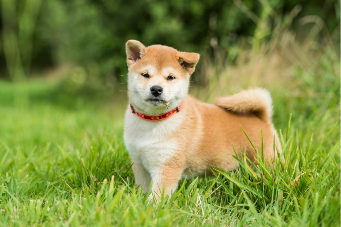 柴犬 柴犬