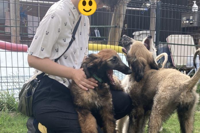 △「しゃがむと、子犬たちがわれ先にと寄ってきます。人の手を怖がる子は一頭もいませんでした」