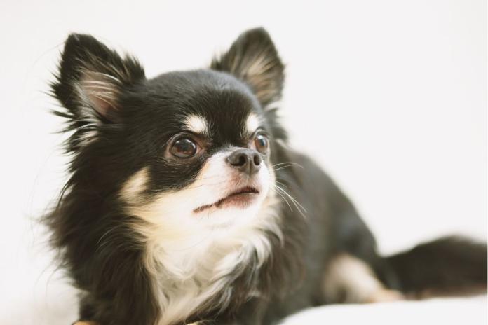 横を見るチワワ 横を見るチワワ