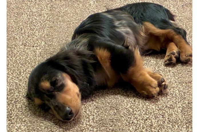 お迎え後リラックスしているミニチュアダックス