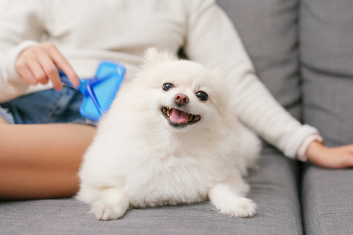 ポメラニアン ポメラニアン