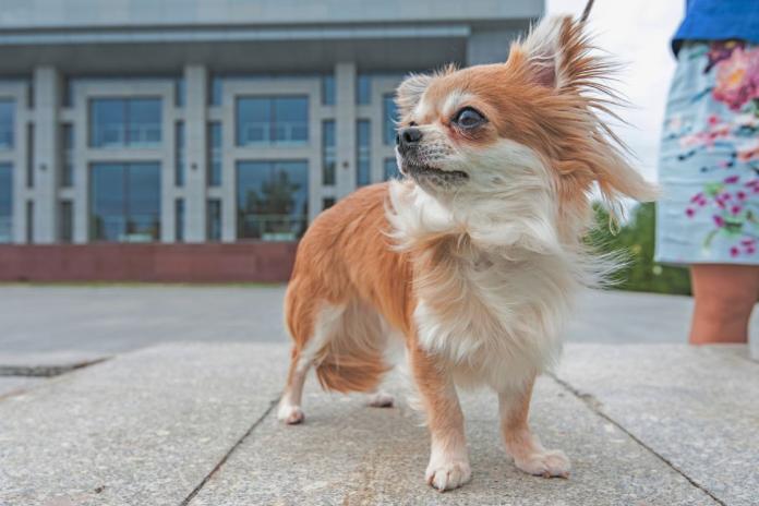 散歩するチワワ 散歩するチワワ