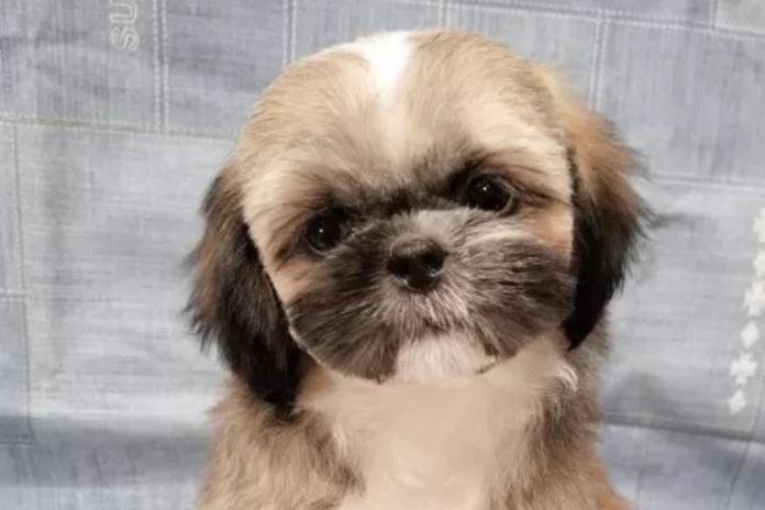 愛らしいシーズーの子犬