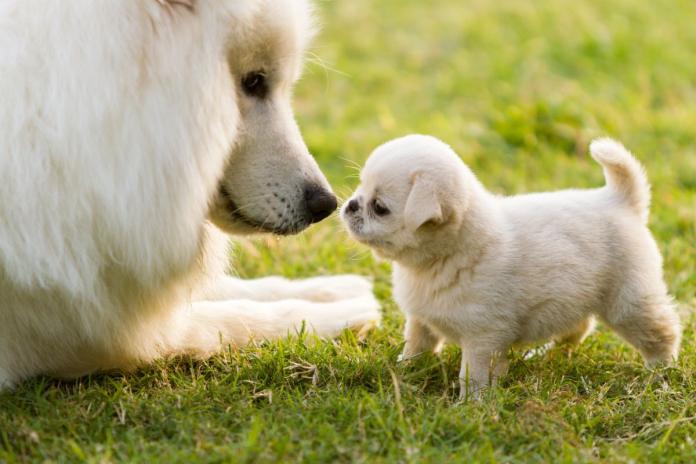 母犬とのふれあい