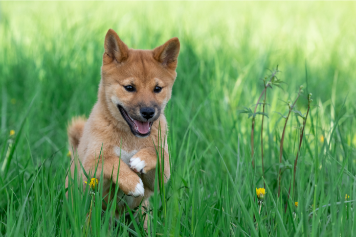 柴犬 柴犬