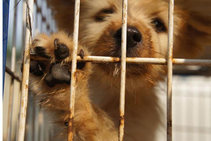 保護犬 保護犬