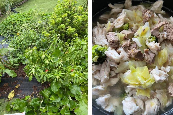 庭の畑と畑の野菜で作ったワンちゃんご飯