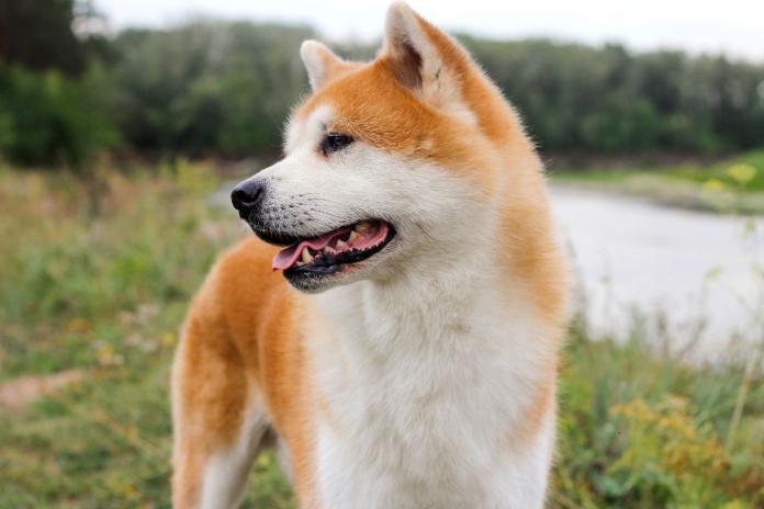 振り返る秋田犬