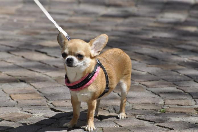 ハーネスをしたチワワ ハーネスをしたチワワ