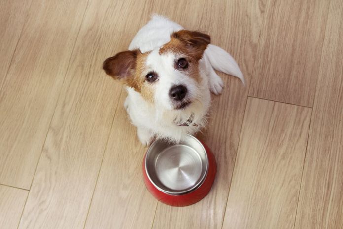 食事が足りない子犬