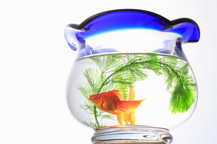 金魚鉢の中の金魚 金魚鉢の中の金魚