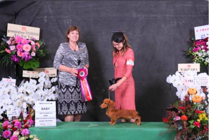 ショーで活躍する矢島ブリーダー