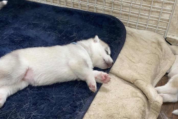 △安心しきってお腹を見せて眠る子犬。人への信頼が育っています