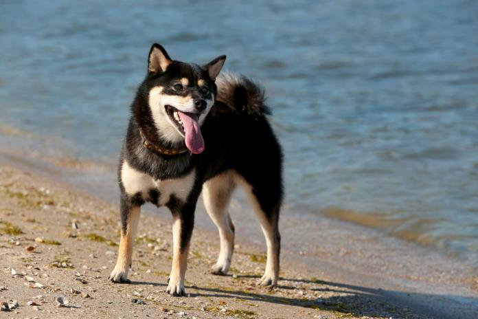柴犬 柴犬