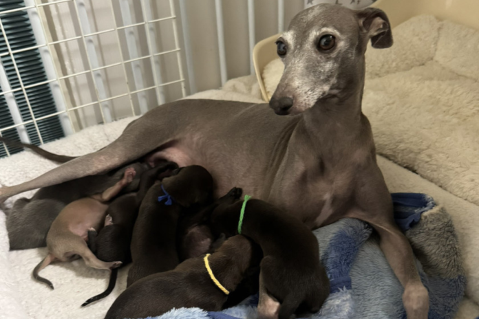 イタグレ イタグレ