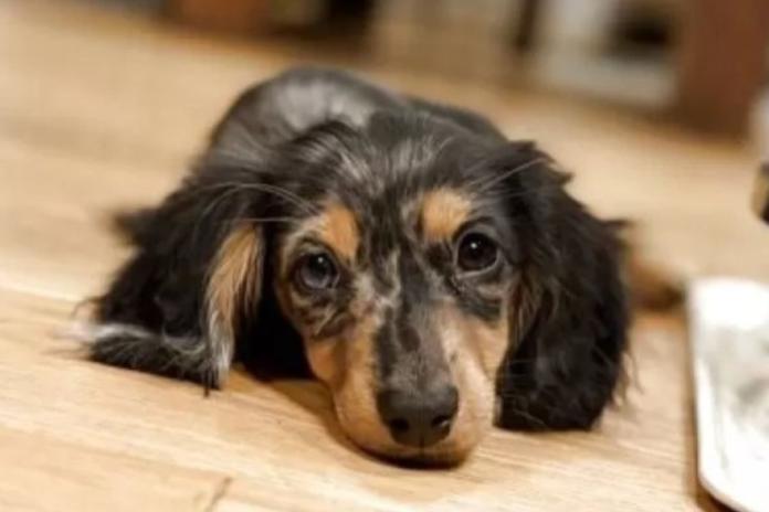 お迎えされたミニチュアダックス