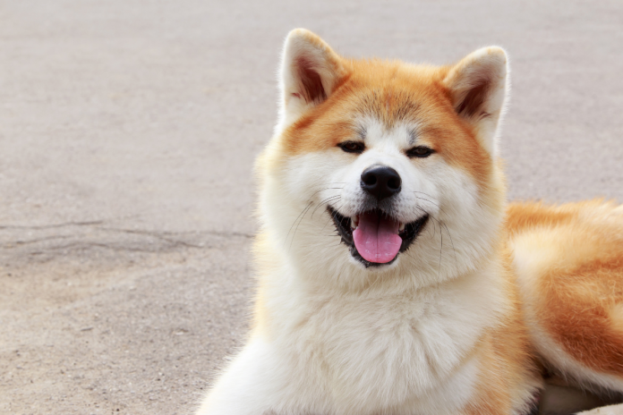 秋田犬 秋田犬
