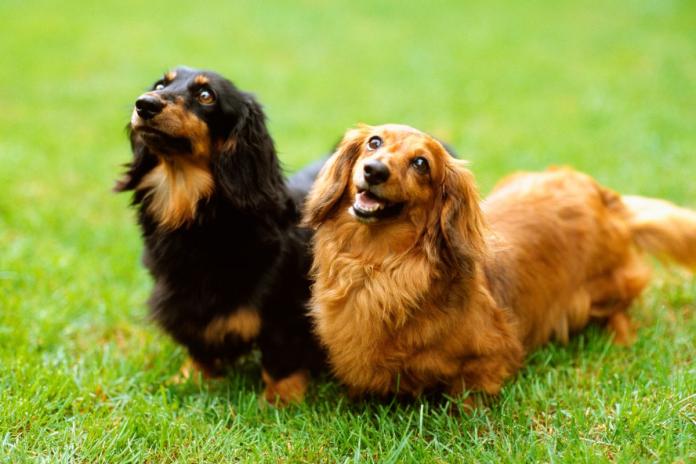 2頭のカニンヘンダックス