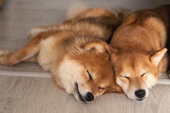 寄り添って寝る和犬