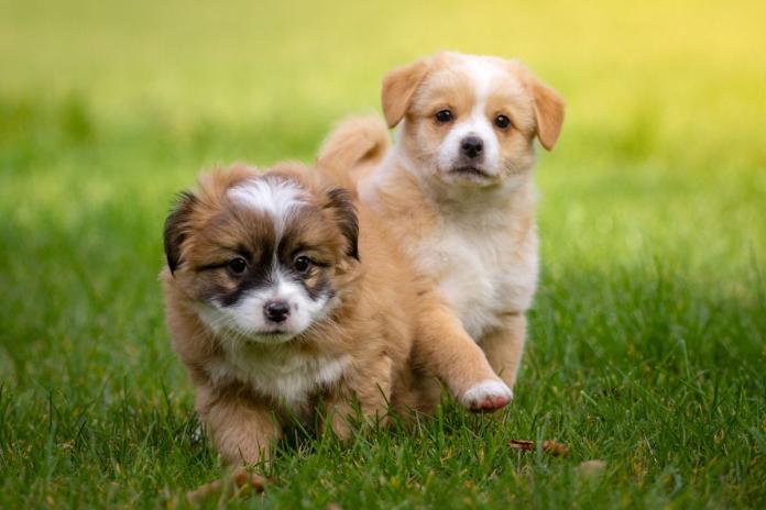 2匹の子犬 2匹の子犬