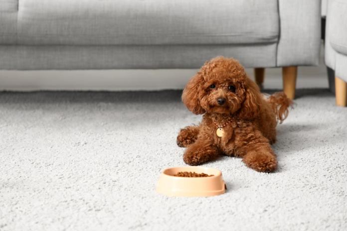 食事するトイプードル 食事するトイプードル