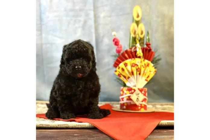 お迎えしたトイプーの新年の写真