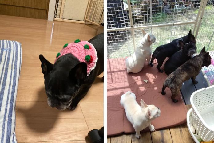 リフォームした犬舎
