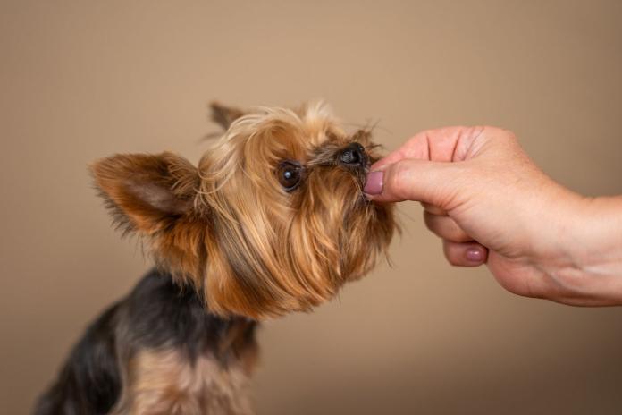 おやつをもらう子犬