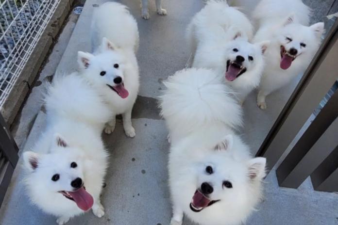 見学で出会ったナカガワさんの犬たち