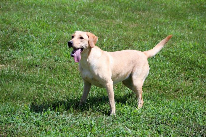 ラブラドールレトリバー