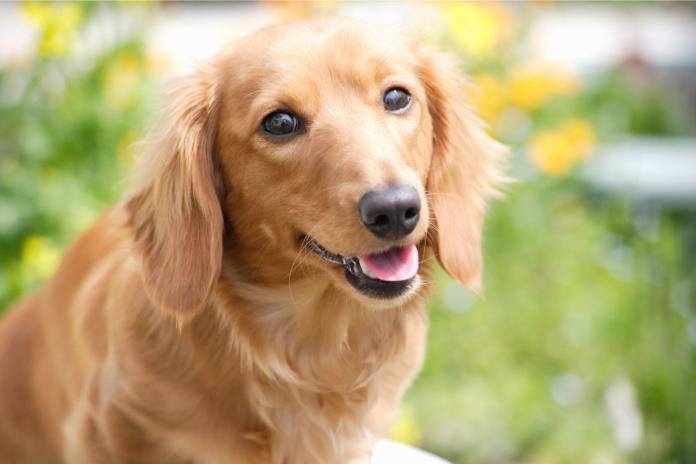 垂れ耳の犬 垂れ耳の犬