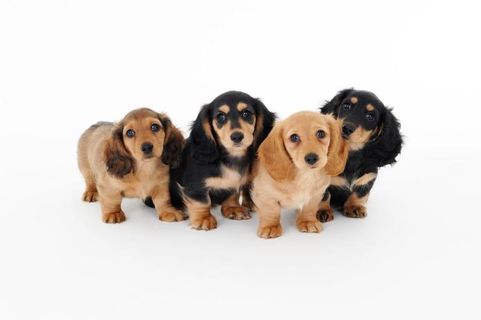 子犬の兄弟 子犬の兄弟