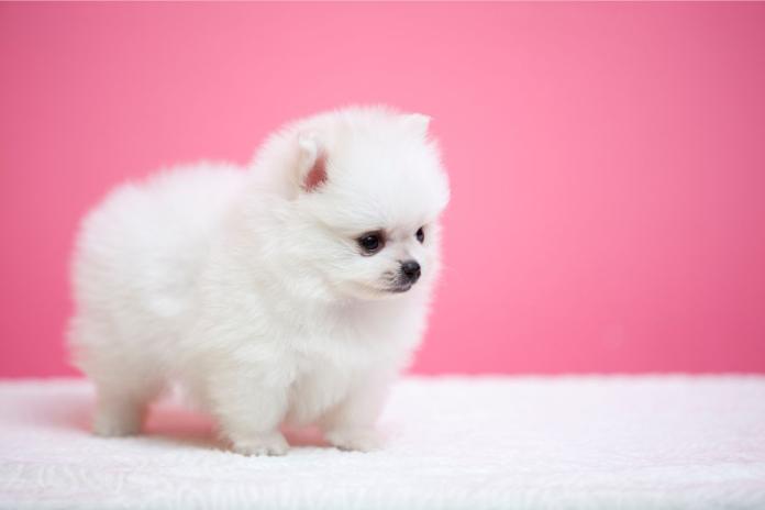 ポメラニアン2 ポメラニアンの子犬