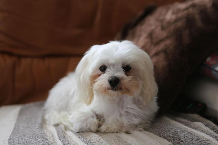 マルチーズ マルチーズ