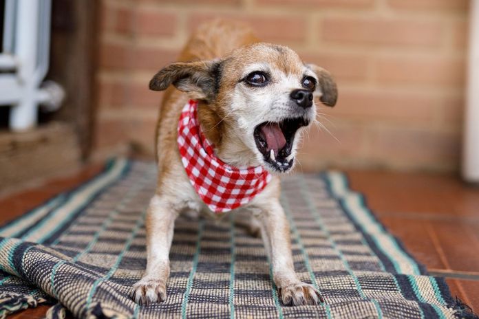 吠える犬