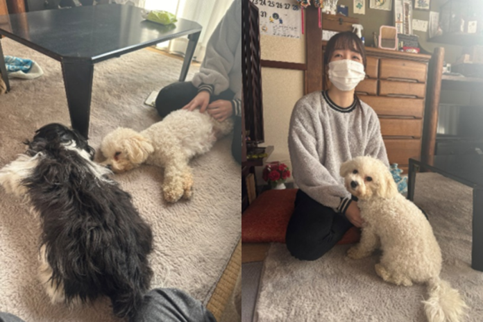 くつろぐ犬