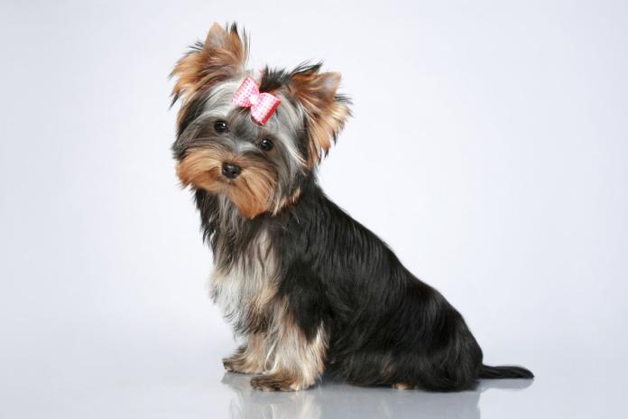 ヨークシャーテリア ヨークシャーテリア