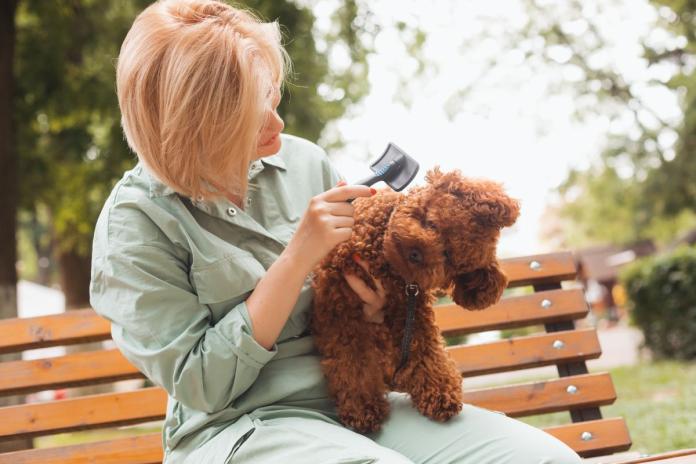 ブラッシング中のトイプードル ブラッシング中のトイプードル