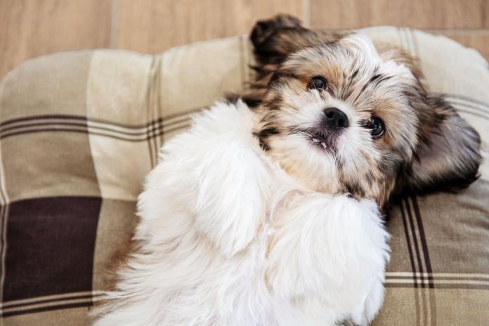 シーズー シーズー