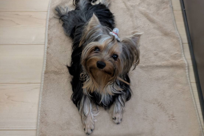 ヨークシャテリア ヨークシャテリア