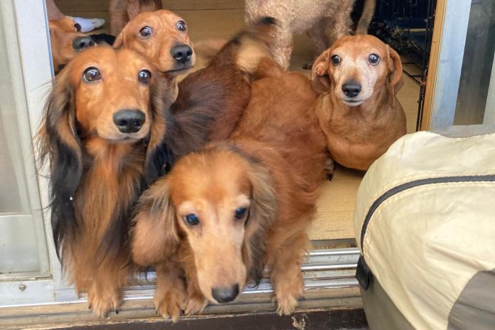 見学時に迎えてくれたダックスたち 見学時に迎えてくれたダックスたち