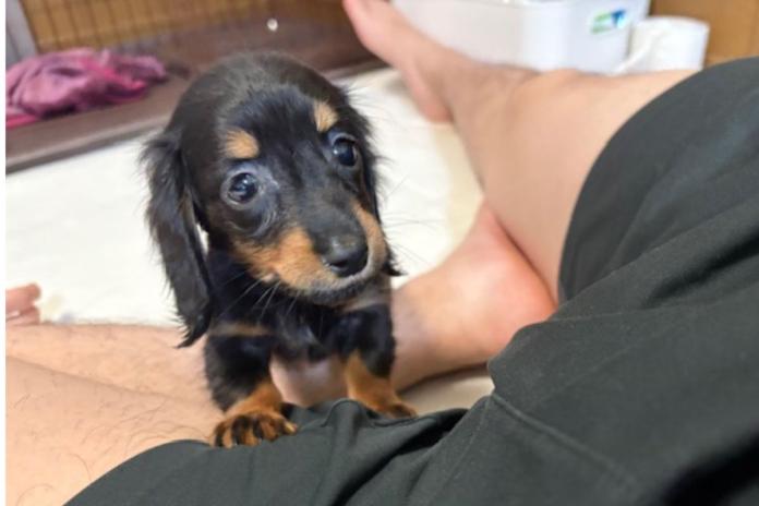 A様から離れない子犬