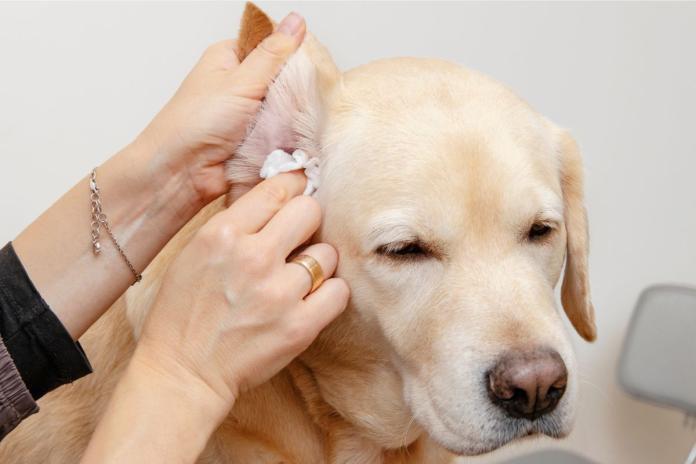 犬の耳ケア 犬の耳ケア