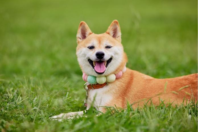 人懐っこい柴犬